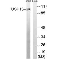 CSB-PA970742