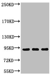 CSB-MA000247