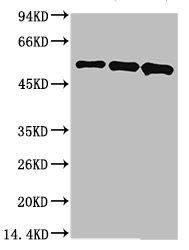 CSB-MA080225