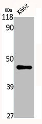 CSB-PA001768