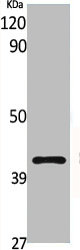 CSB-PA002598