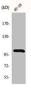 CSB-PA002812