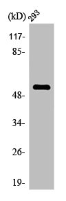 CSB-PA003592