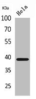 CSB-PA005634