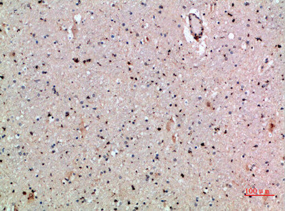CSB-PA412681