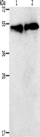 CSB-PA125699