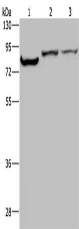 CSB-PA237012