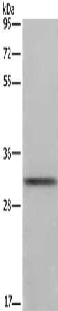 CSB-PA258899