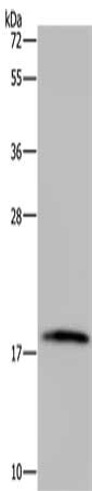 CSB-PA984896