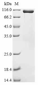 CSB-BP013772HU(A5)