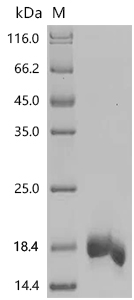 CSB-BP5806MOV