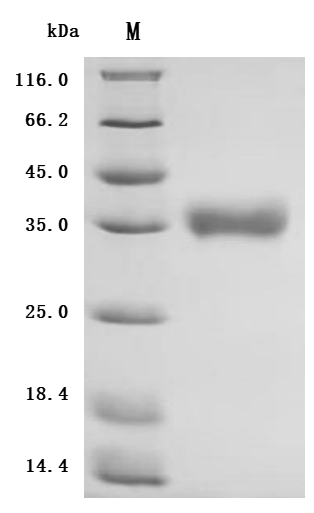 CSB-BP737873HU SDS