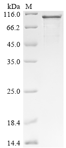 CSB-BP801800HU