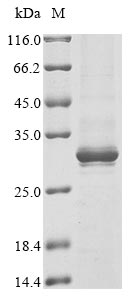 CSB-BP836286HU