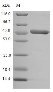 CSB-CF004841HU