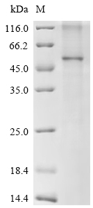 CSB-CF854119HUb0