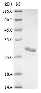 CSB-EP001461HU