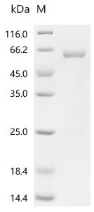 CSB-EP001571HU