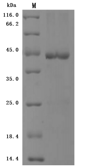 CSB-EP002802HU