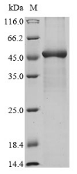 CSB-EP004549HU(A4)