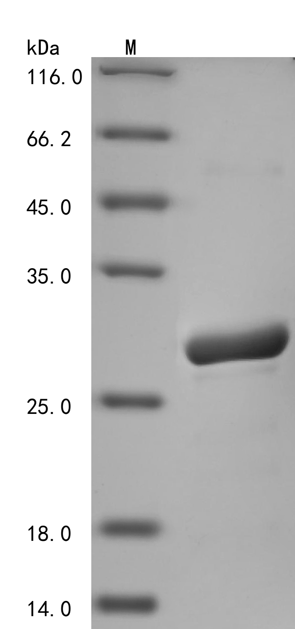 CSB-EP006847HU