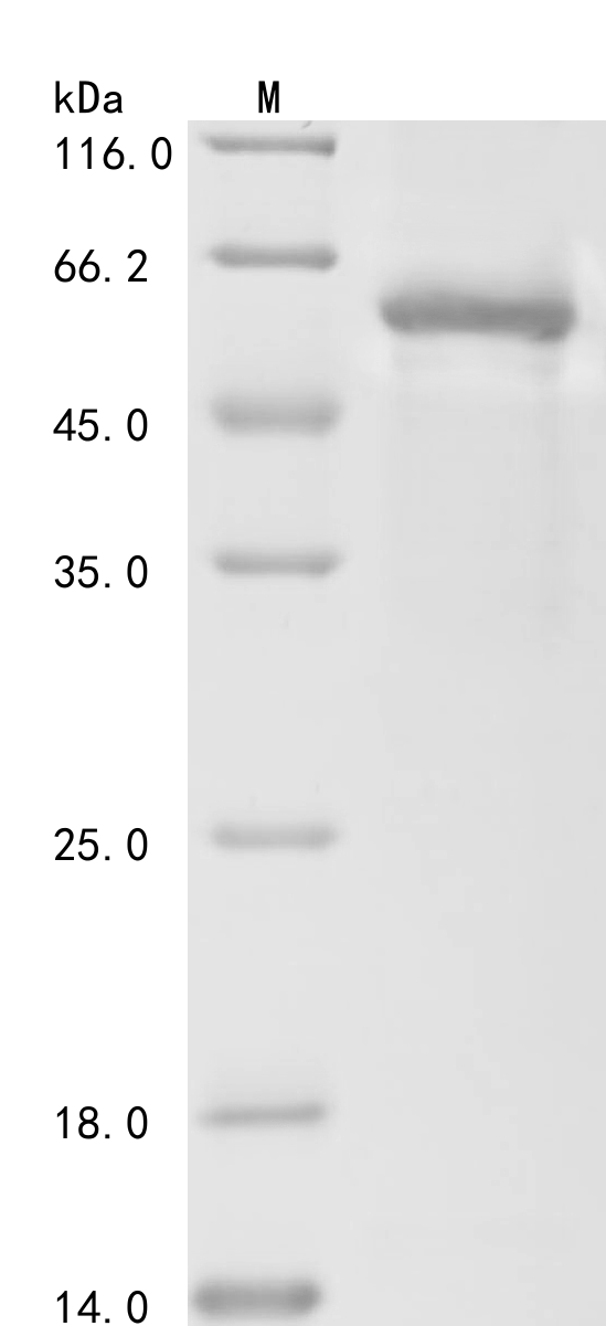 CSB-EP009021HUc2