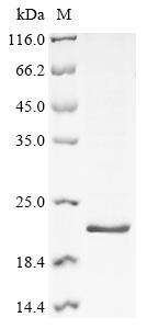 CSB-EP010429HU