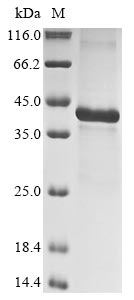 CSB-EP011099HU