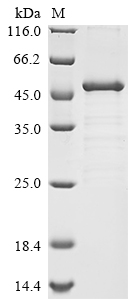 CSB-EP015949HU