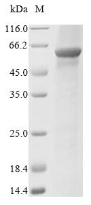 CSB-EP017523HU