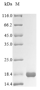 CSB-EP021546HU