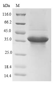 CSB-EP023106HU