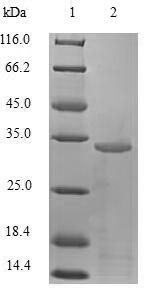 CSB-EP023431HU