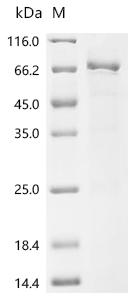CSB-EP648779HU2