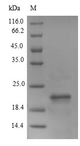 CSB-EP717533MO
