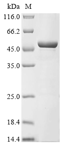 CSB-EP744062HU