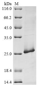 CSB-EP773793HU(M)
