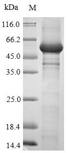 CSB-EP849973HU