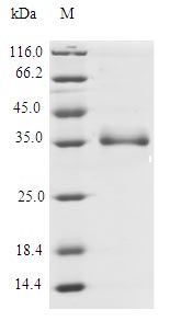 CSB-EP873613HUc2