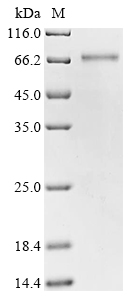 CSB-EP878920HU1