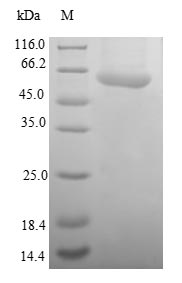 CSB-EP883359HU