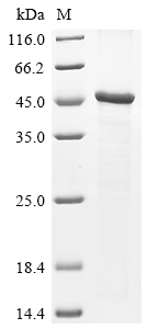 CSB-EP887023HU