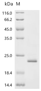 CSB-EP888009HU1