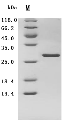 CSB-MP005271HU