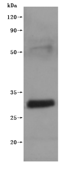 CSB-MP005498MO(F3)