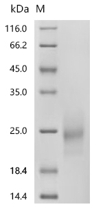 CSB-MP006043HU1 SDS
