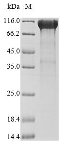CSB-MP006076HU