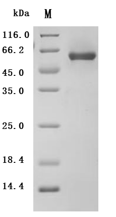 CSB-MP007460HU