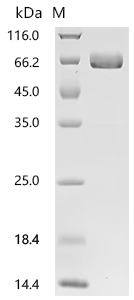 CSB-MP007722HUd7