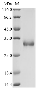 CSB-MP007744HU1